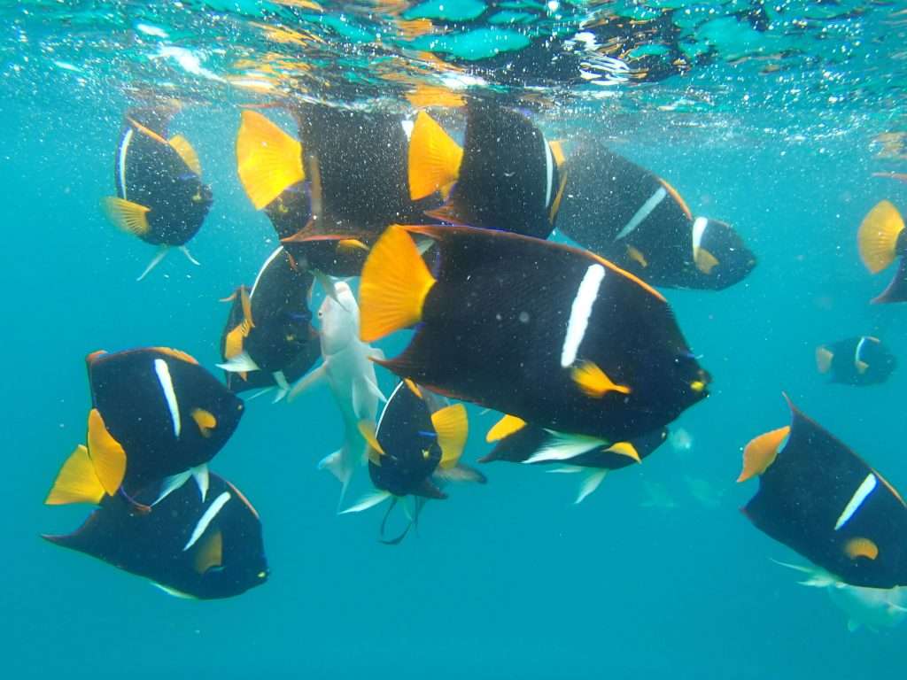 snorkeling en isla Pinzón