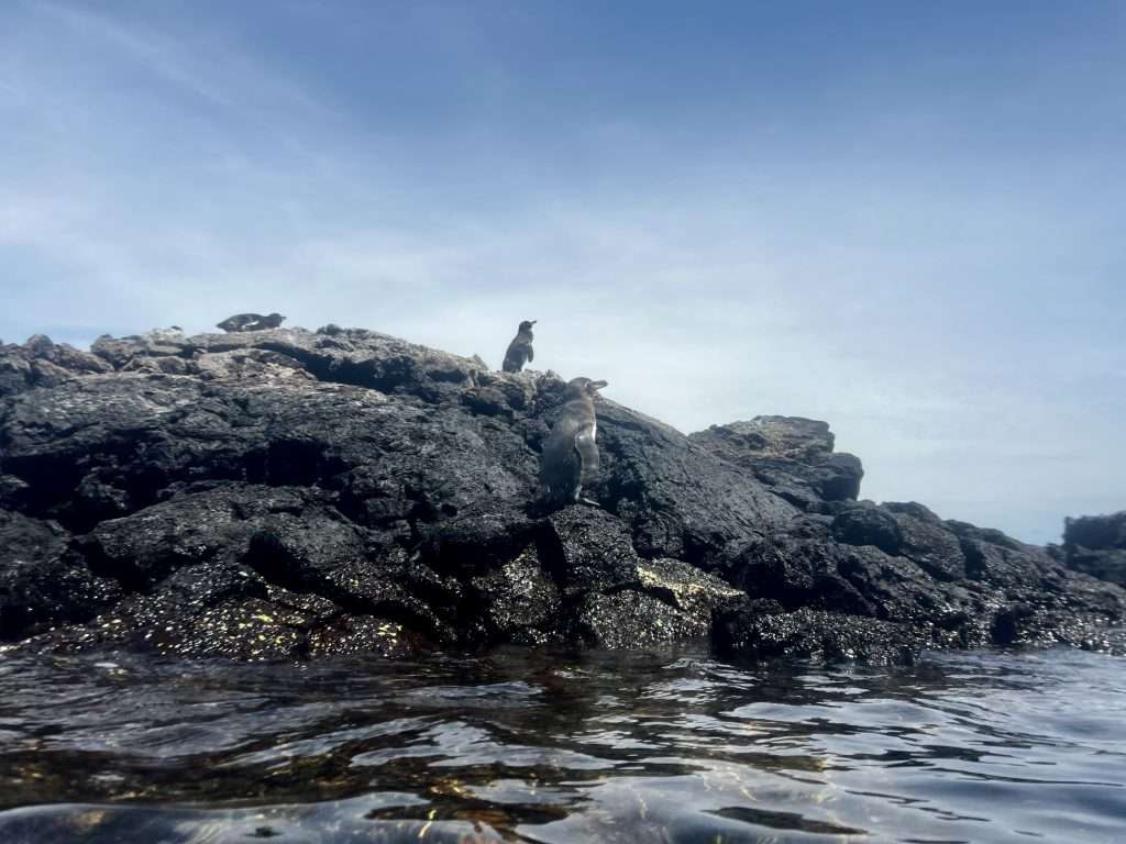 PIngüinos en los Túneles 14 días por Ecuador