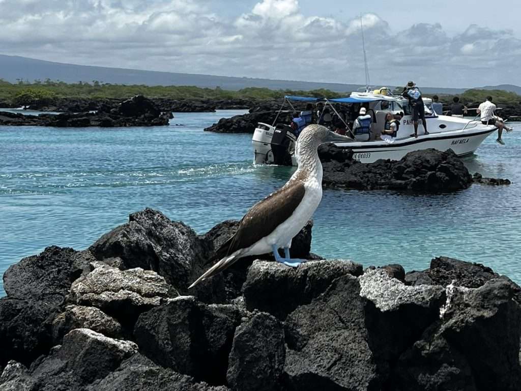 piquero de pata azul