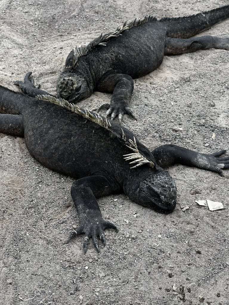 Iguanas en Santa Cruz