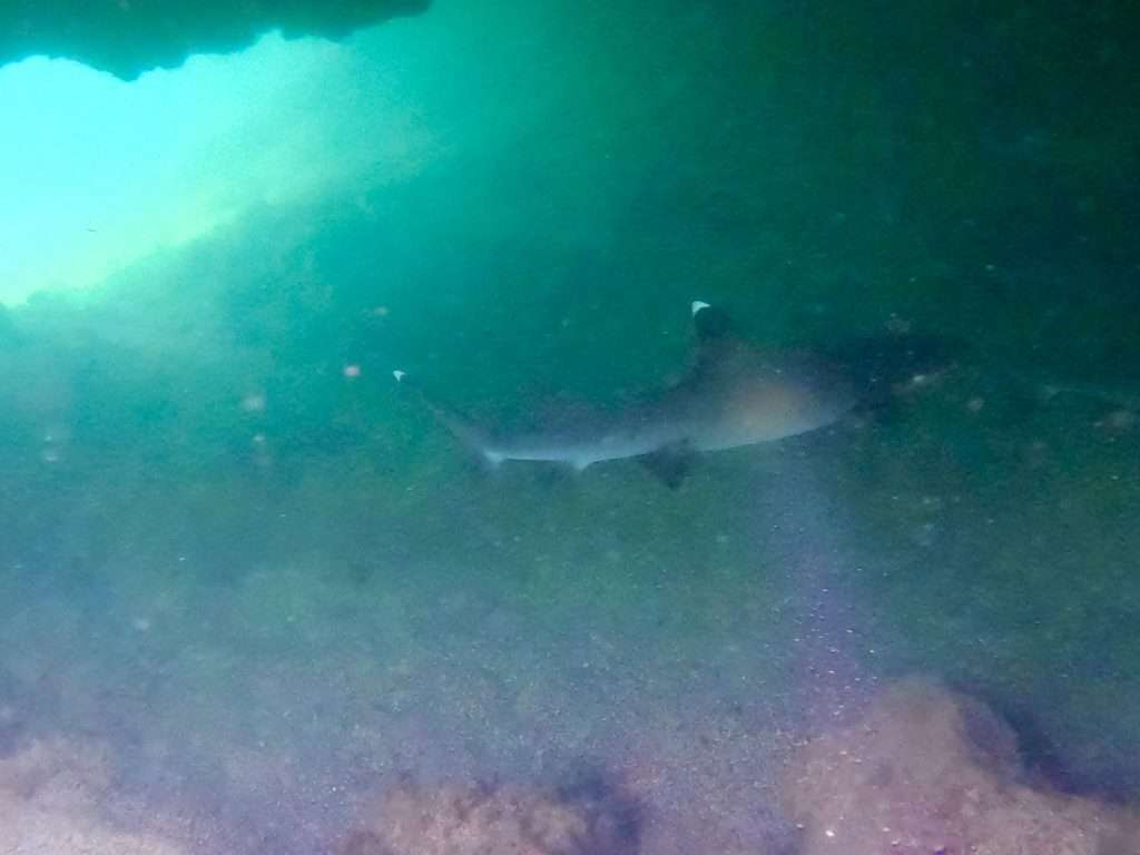 Tiburón en las Galápagos