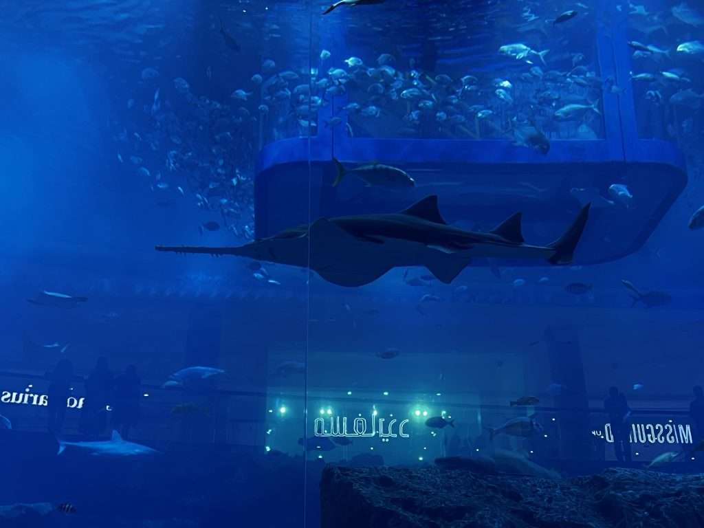 Acuario en el Dubai Mall Dubai en 6 días