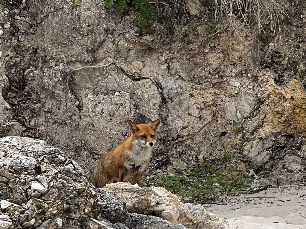 Zorrito en la Blue Lagoon