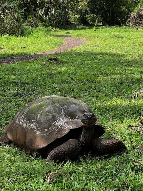 Cómo visitar Galápagos