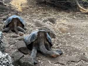 Cómo visitar Galápagos