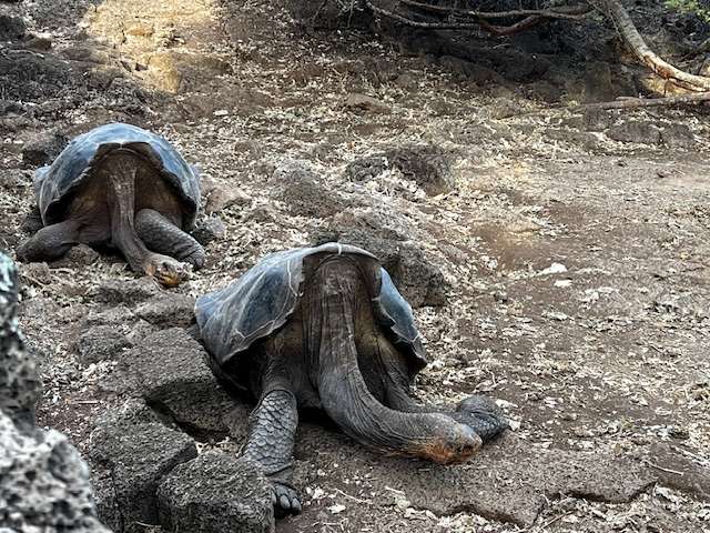 Cómo visitar Galápagos