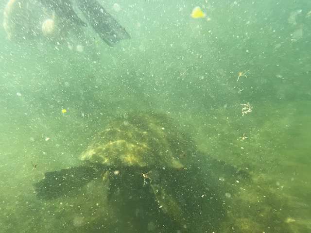 Cómo visitar Galápagos