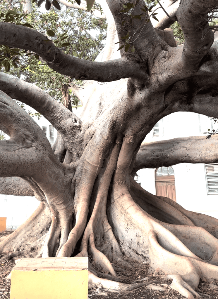 Ficus centenario