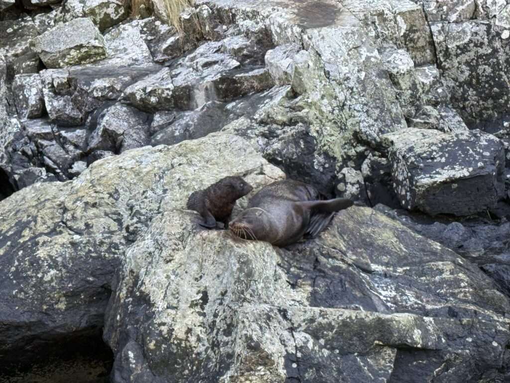 Focas en el Milford Sound
