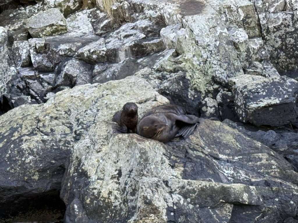 Focas en el Milford Sound Nueva Zelanda en 3 semanas

