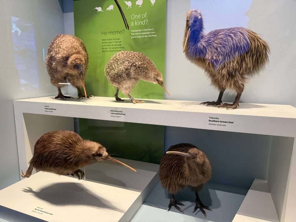 Museo Te Papa