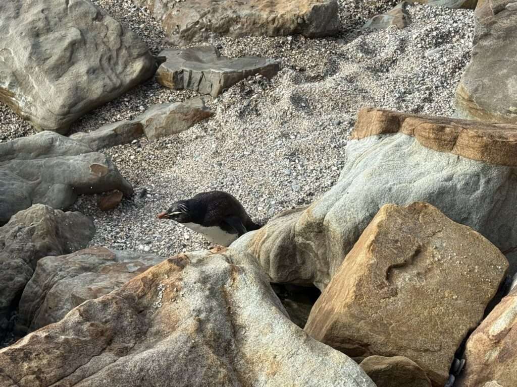 pingüino en la playa Monro