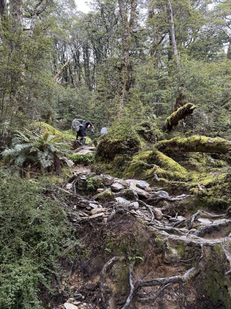 Subida por la zona de árboles