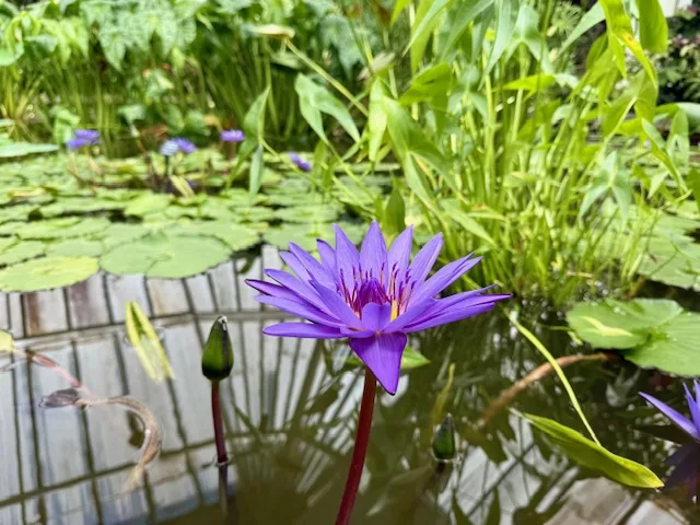 Jardín botánico de Wellington