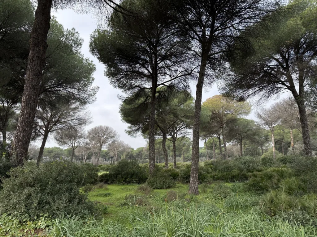 Dehesa Matallana Lora del Río