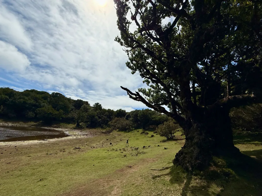 Bosque de Fanal