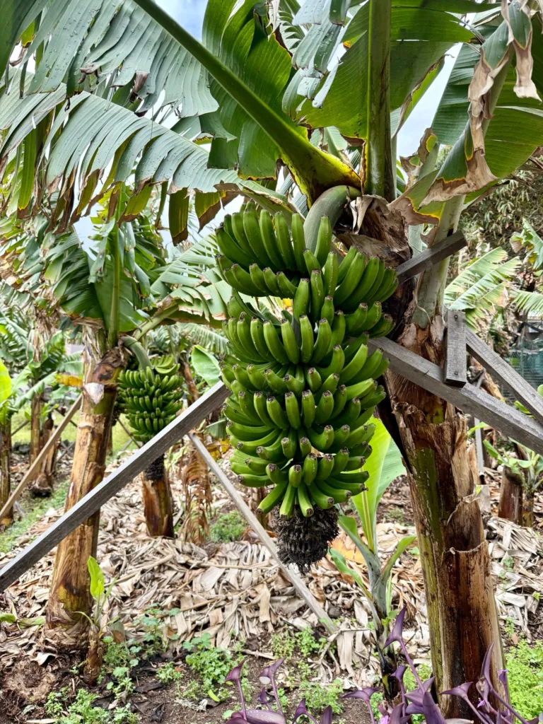 Bananos en Ruta por Madeira en 7 días